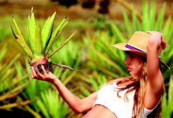 Ces plantes qui sauvent notre été