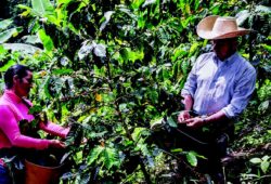 Relancer la culture du café pour développer l’économie rurale