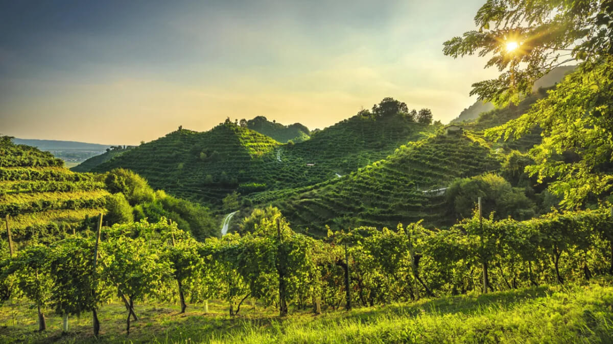 Vignobles de Conegliano Valdobbiadene, région productrice de Prosecco en Italie.